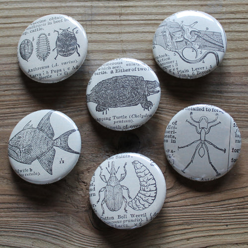 6 pinback buttons: Snapping Turtle, Insects, Gun, Fish, and other antique images - RadCakes Shirt Printing