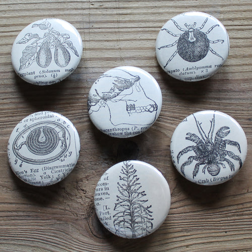 6 pinback buttons: Skull, Crab, Tick, Hen Egg, and other antique images - RadCakes Shirt Printing