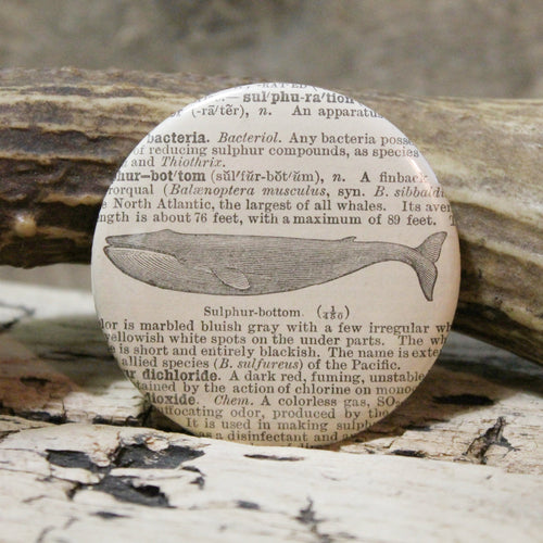 antique whale engraving design pinback button for sale